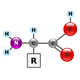 Amino Acids