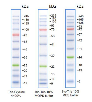 Протеин-ПААГ стандарты молекулярной массы